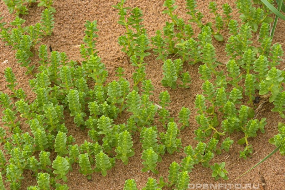 Anagallis arvensis l.