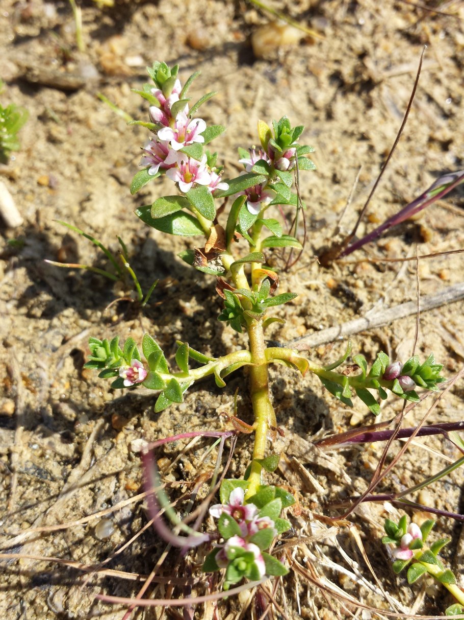 Млечник серо-розовый Lactarius helvus