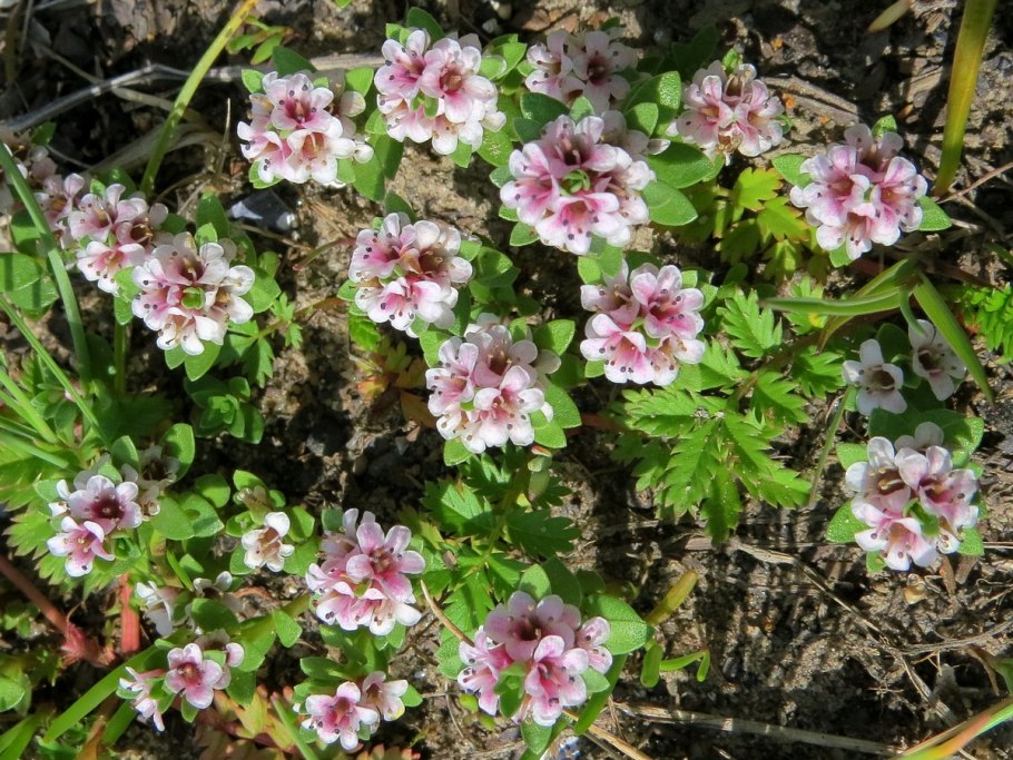 Столоны седмичника