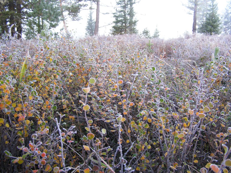 Эми Андерсон гиф