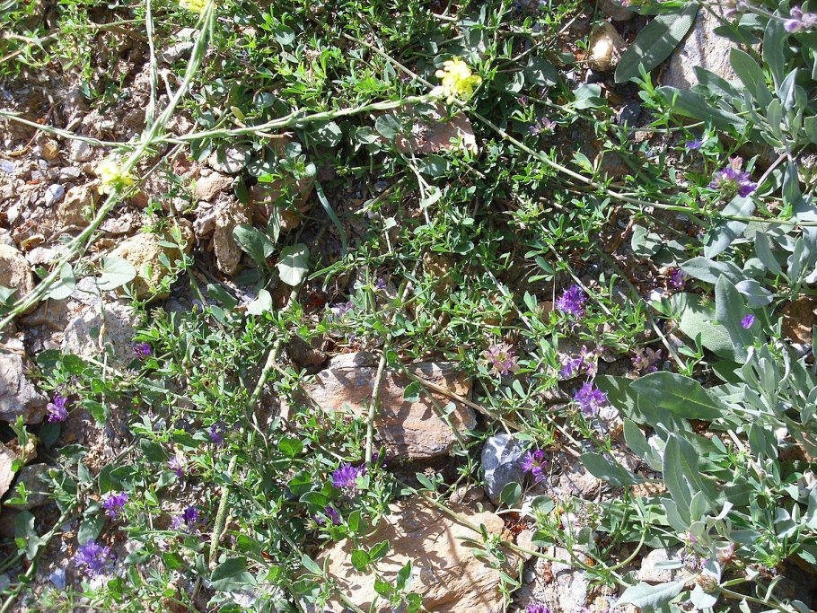 Цветное стекло Сова