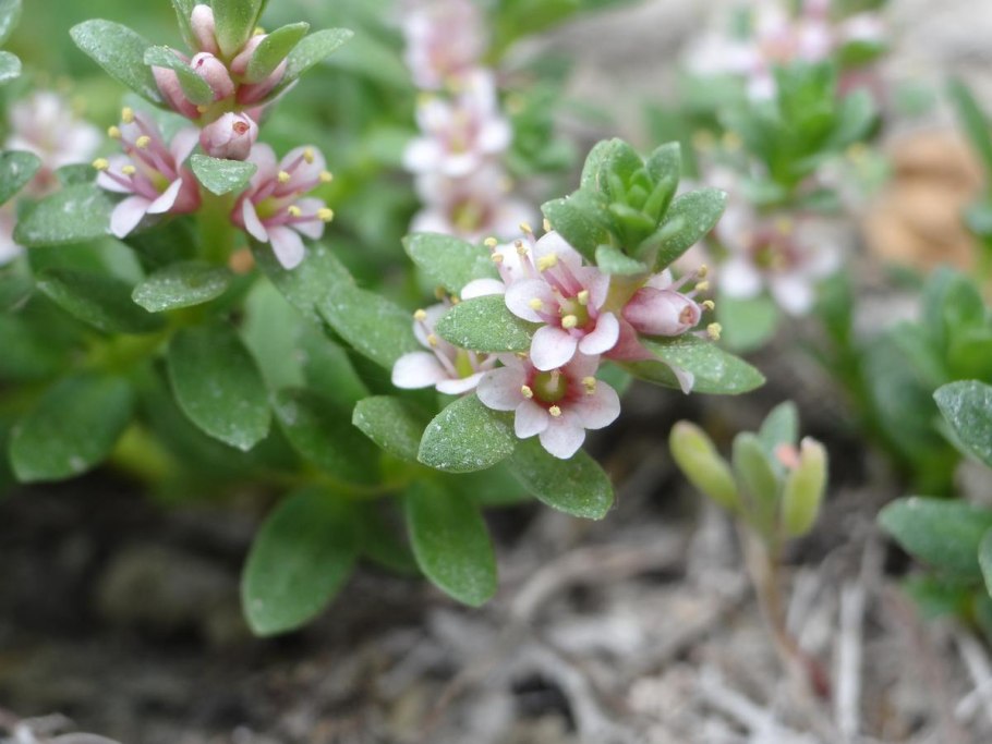 Карбюратор leader pz19jb