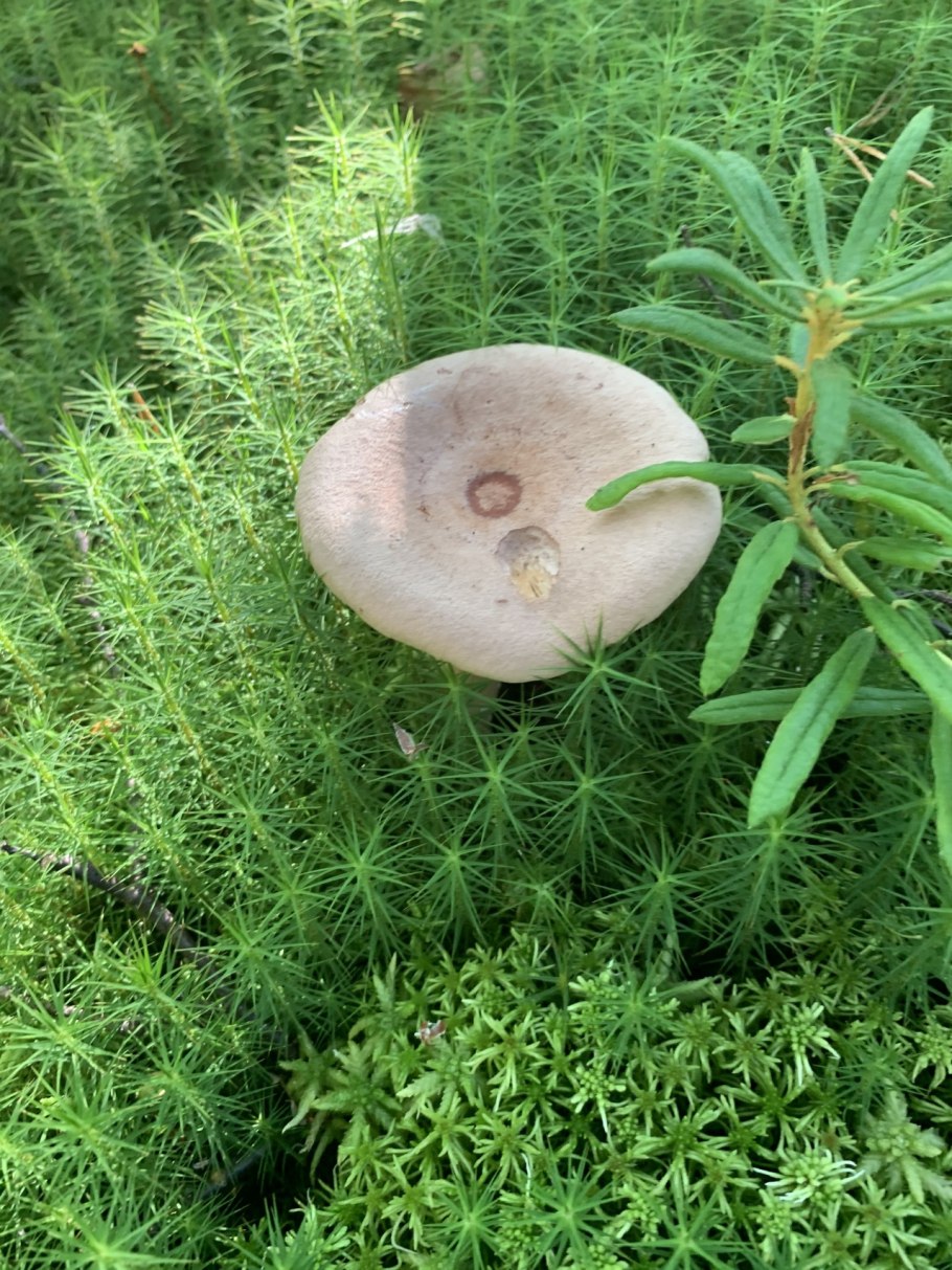 Тайга в ноябре