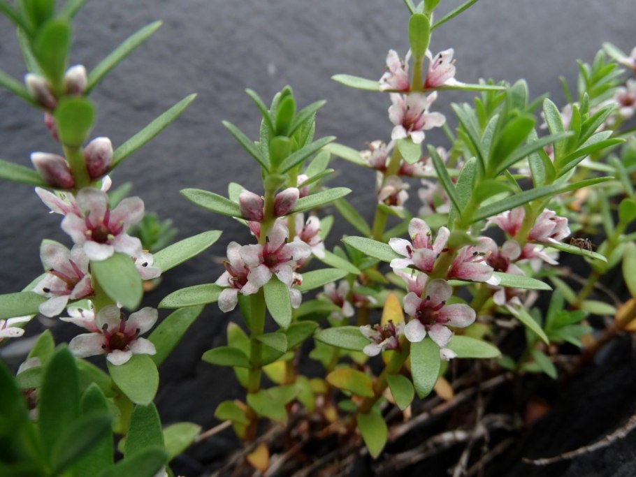 Гляукс, млечник морской