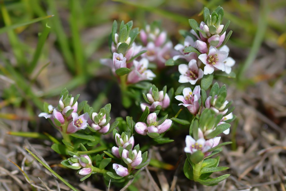 Млечник Приморский