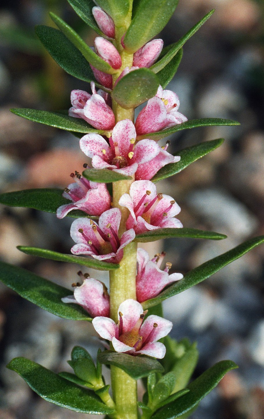 Lysimachia maritima