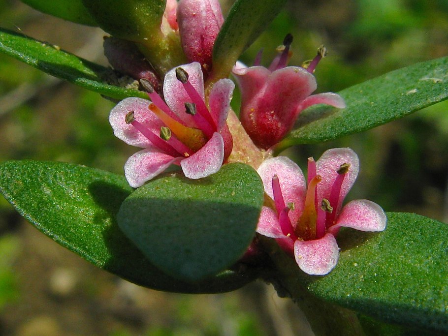 Млечник Приморский