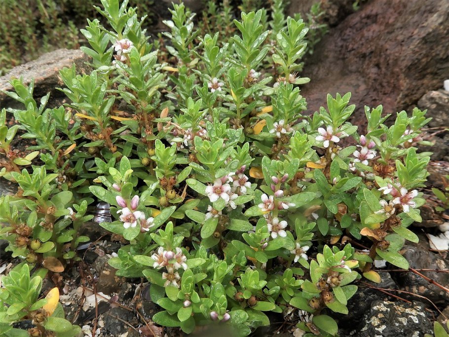 Lysimachia maritima