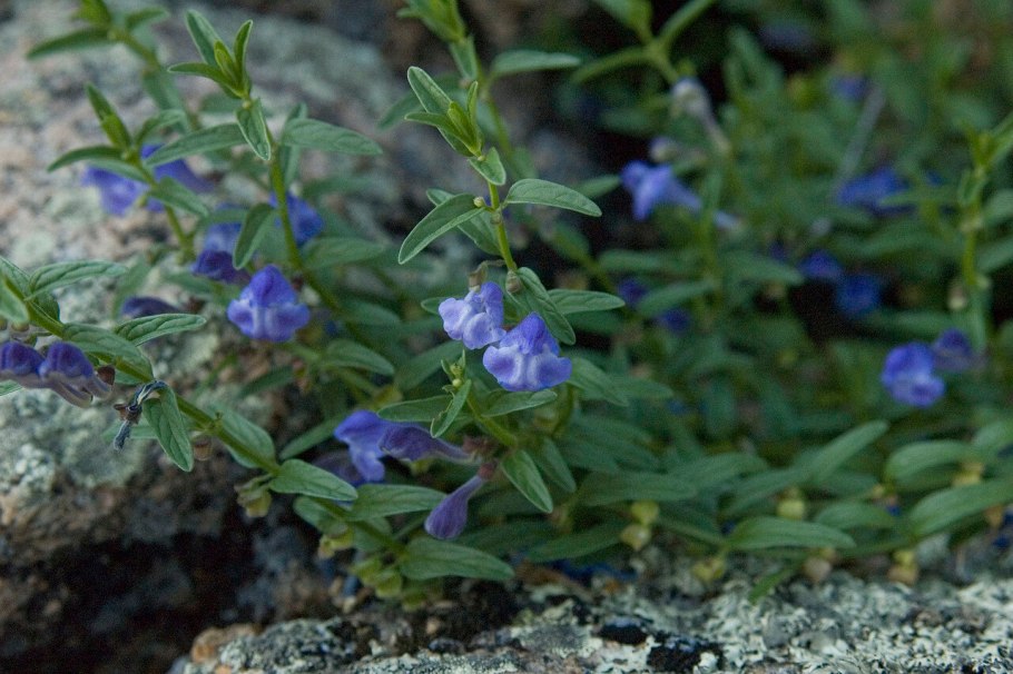 Шлемник бокоцветный