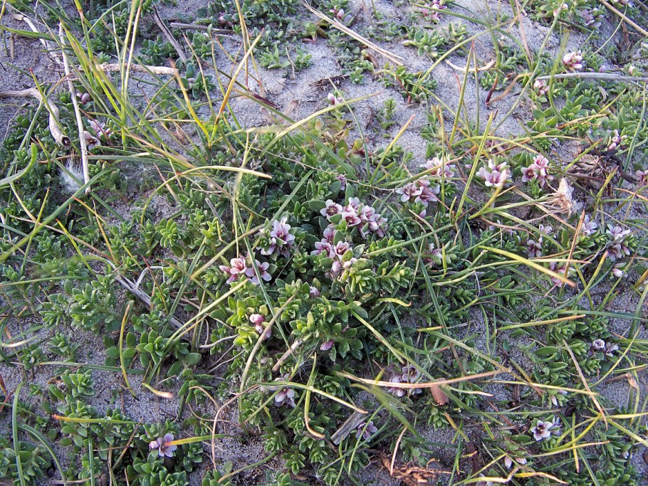 Астрагал длинноножковый