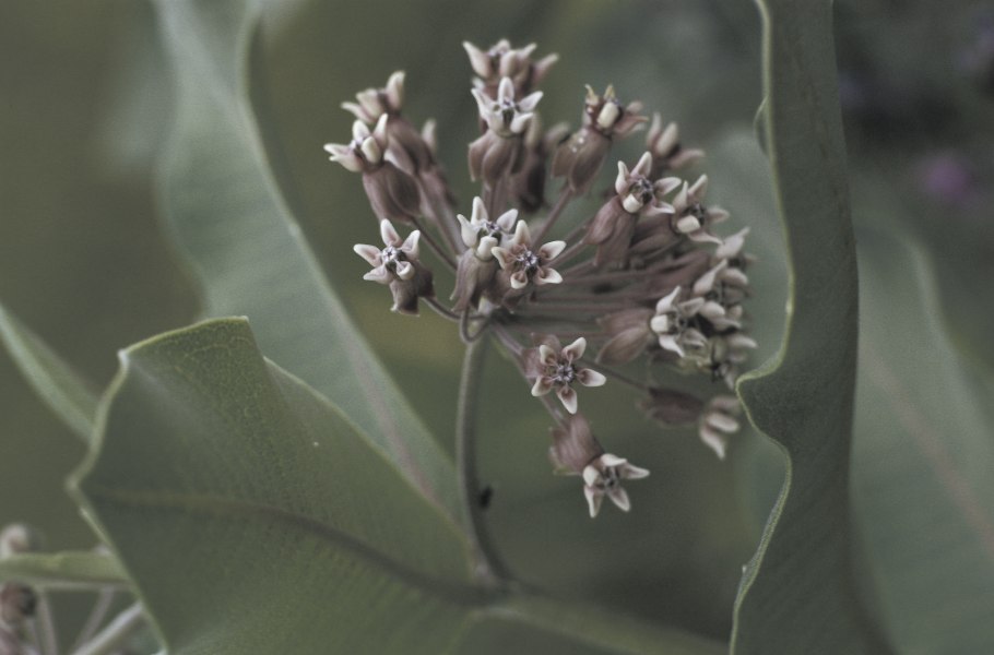 Asclepias syriaca ваточник
