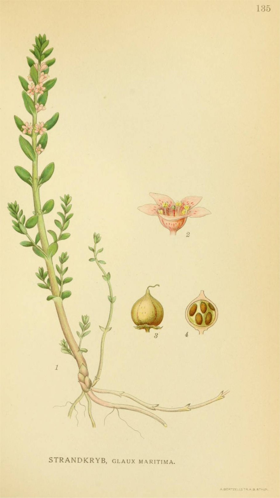 Млечник бурый