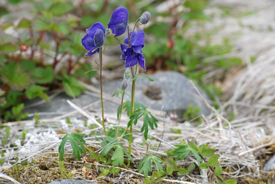 Aconitum delphinifolium