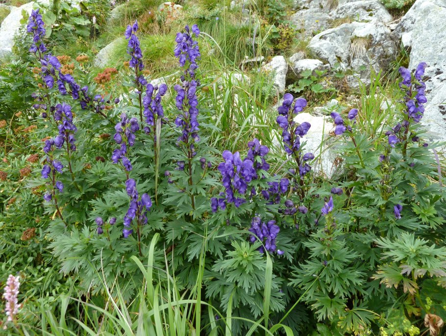 Aconitum / Аконит (борец) ’
