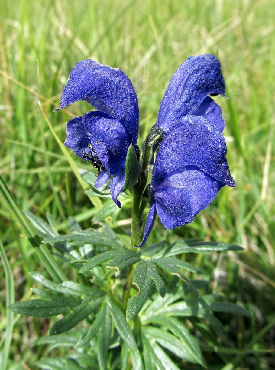 Aconitum / Аконит (борец) ’