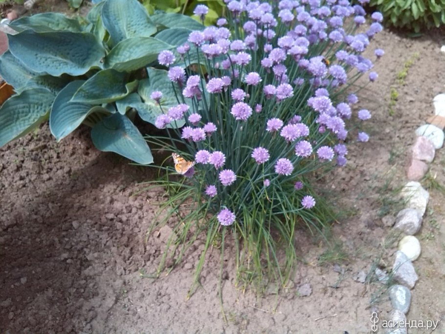 Букашник многолетний блаулихт