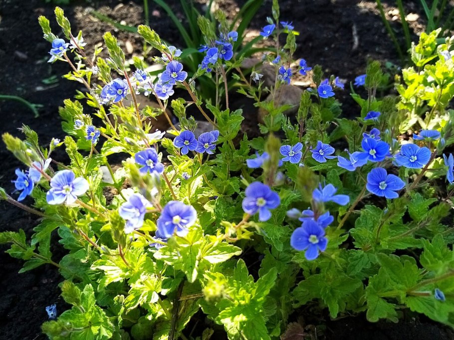 Вероника дубравная veronica chamaedrys