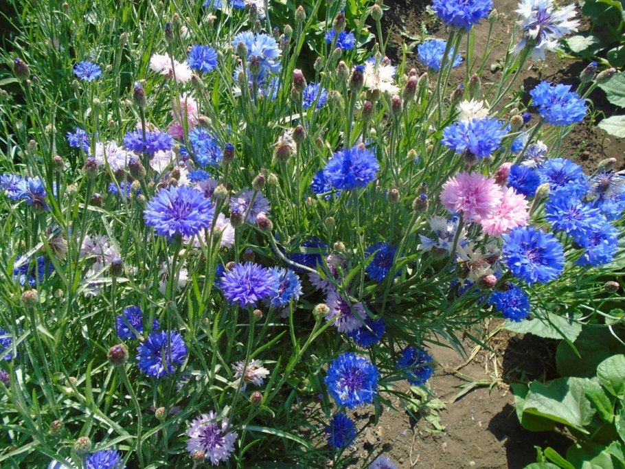 Букашник трава