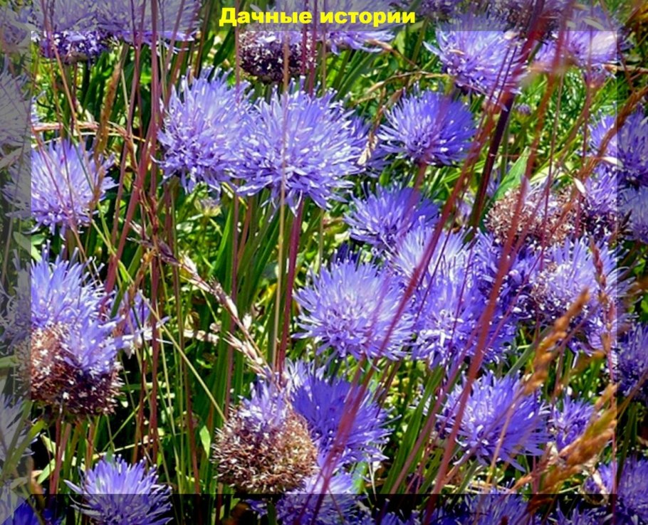 Букашник горный