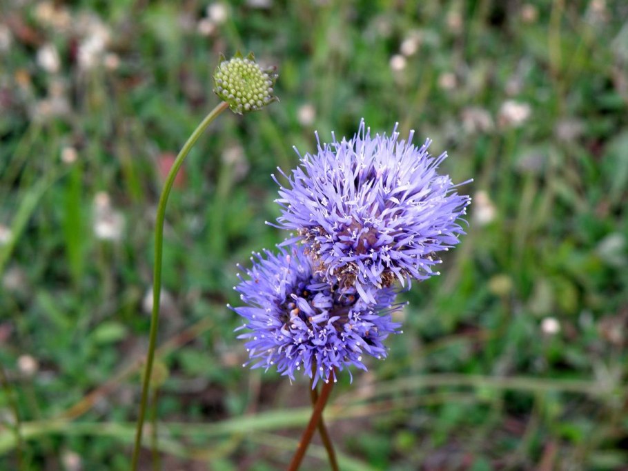 Букашник "Blaulicht"