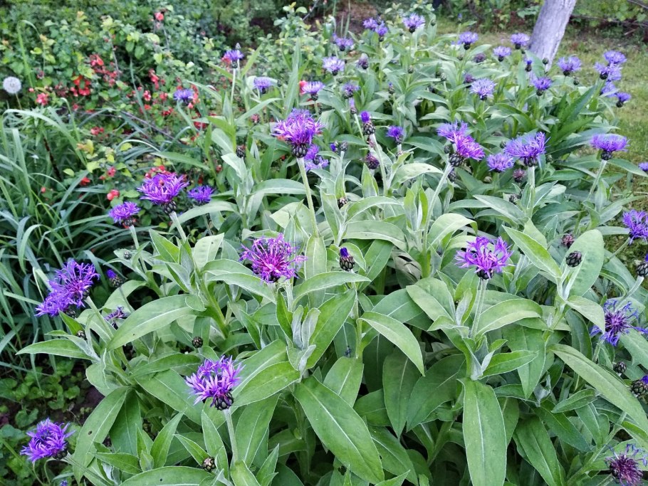 Букашник на клумбе