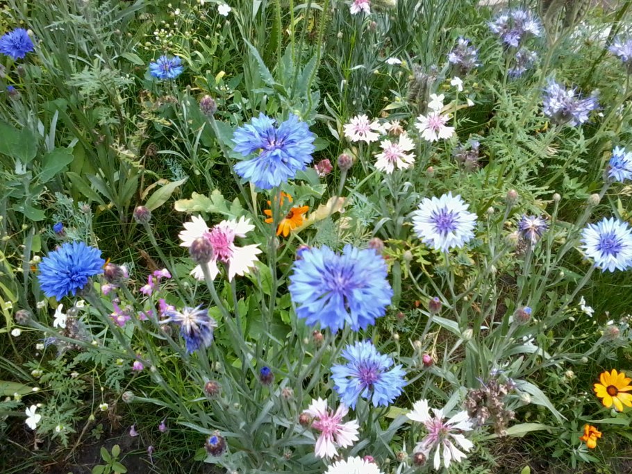 Букашник на клумбе