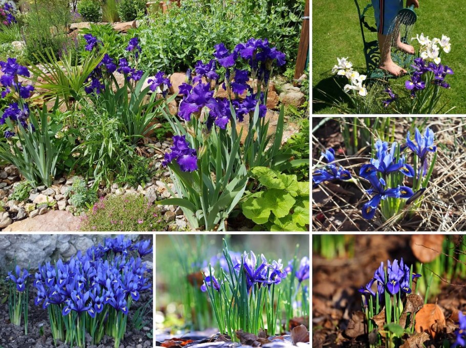 Луковичные цветы многолетники