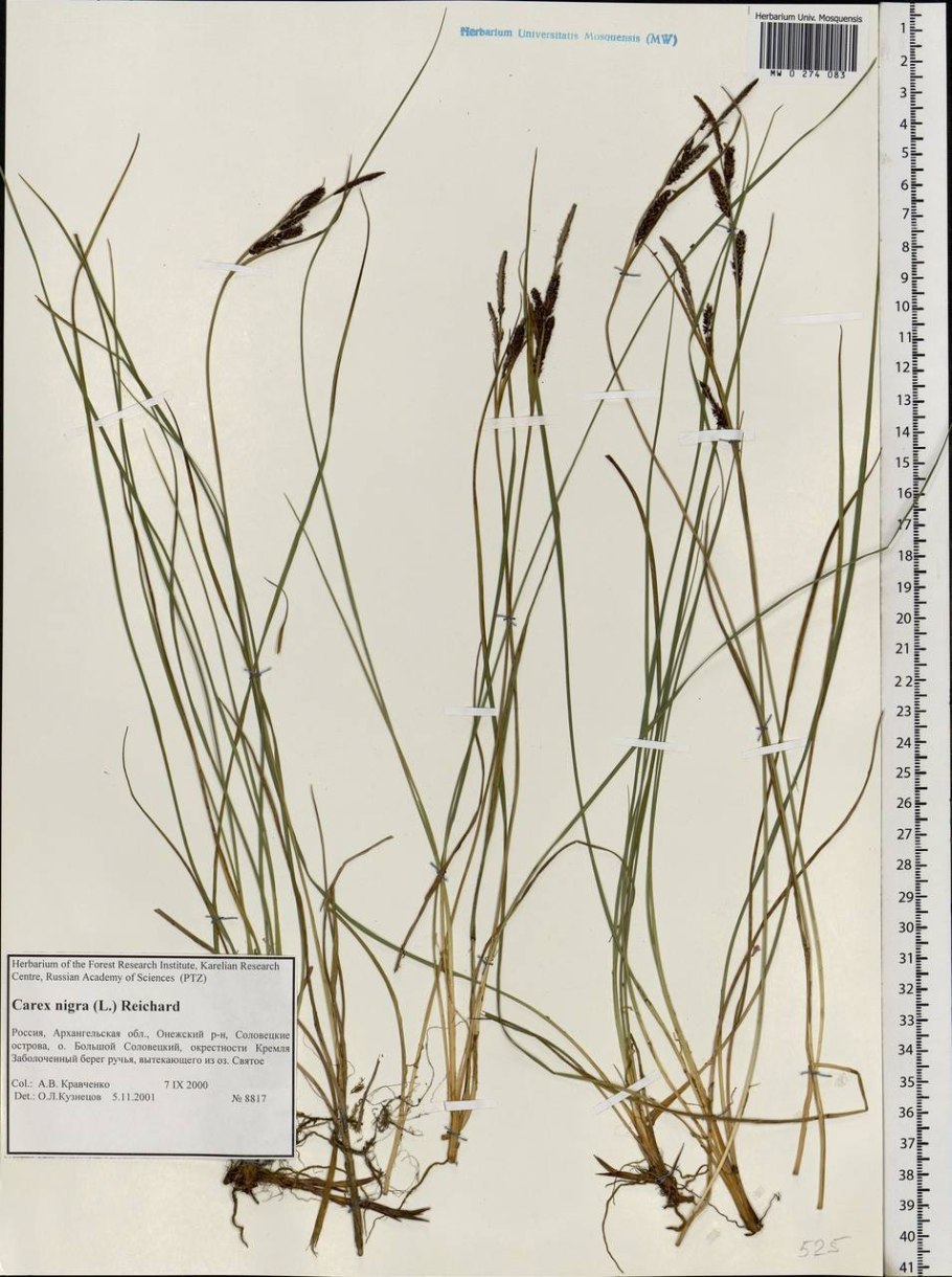 Осоки (Carex nigra