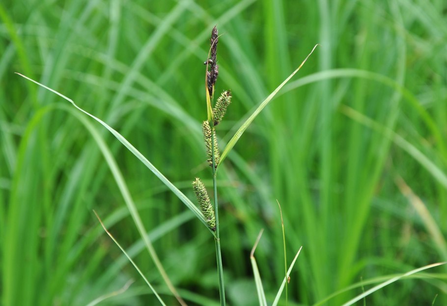 Осоки (Carex nigra