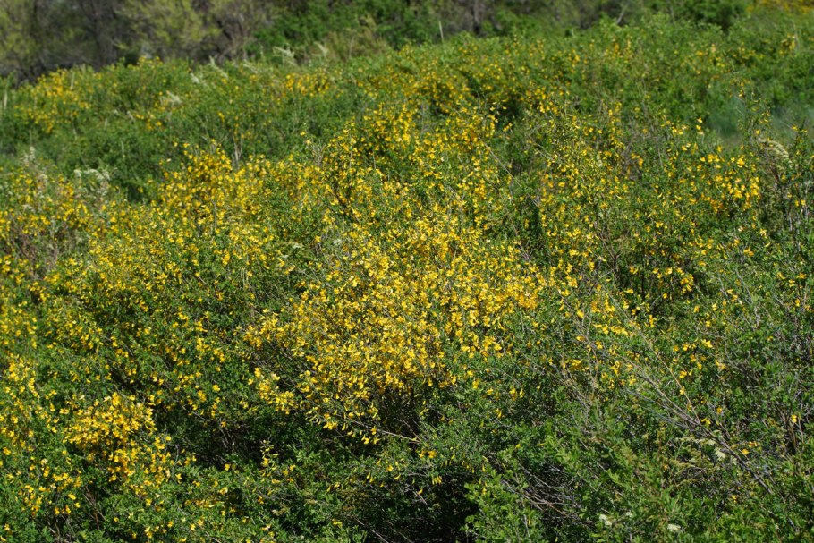 Карагана мелколистная