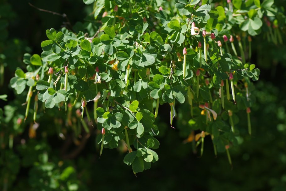 Акация Карагана кустарниковая