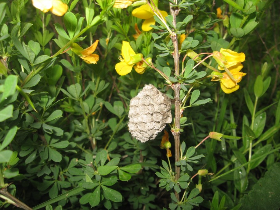 Карагана кустарниковая (Caragana frutex)