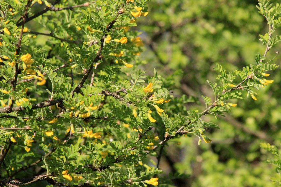 Акация Карагана