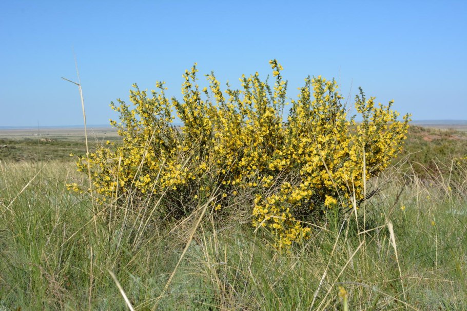 Карагана кустарниковая (Caragana frutex)