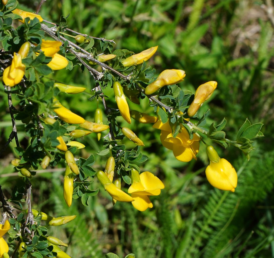 Карагана Чилига