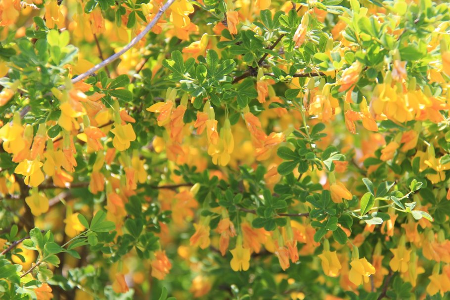 Дереза Карагана кустарниковая