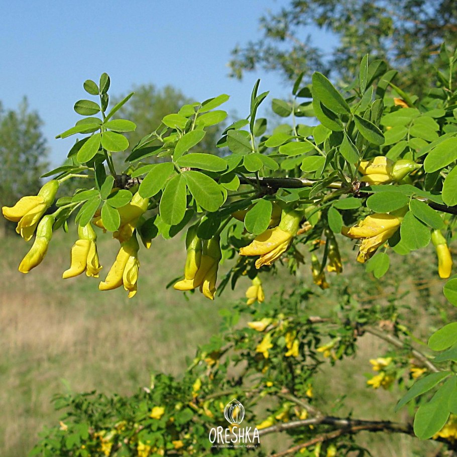 Карагана кустарниковая (Caragana frutex)