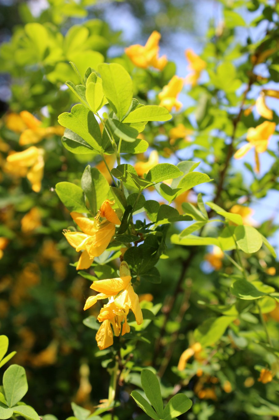 Карагана кустарниковая формирование