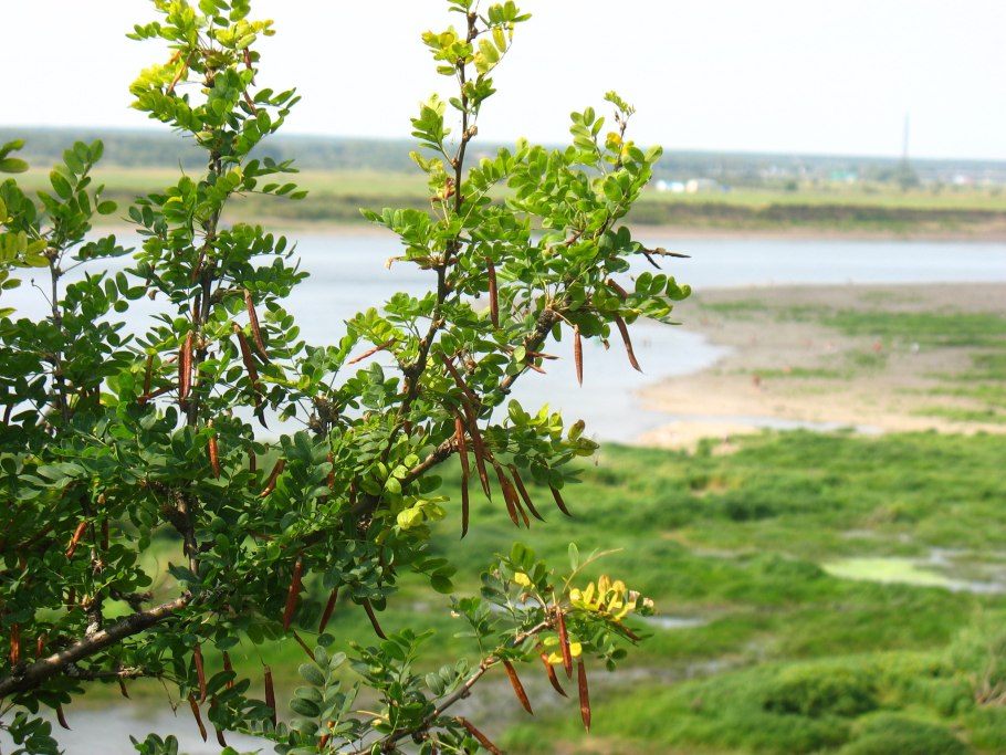 Караганда кустариниковая