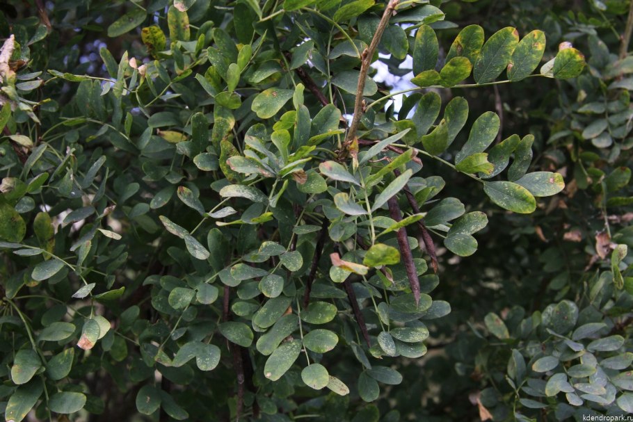 Робиния лжеакация листья