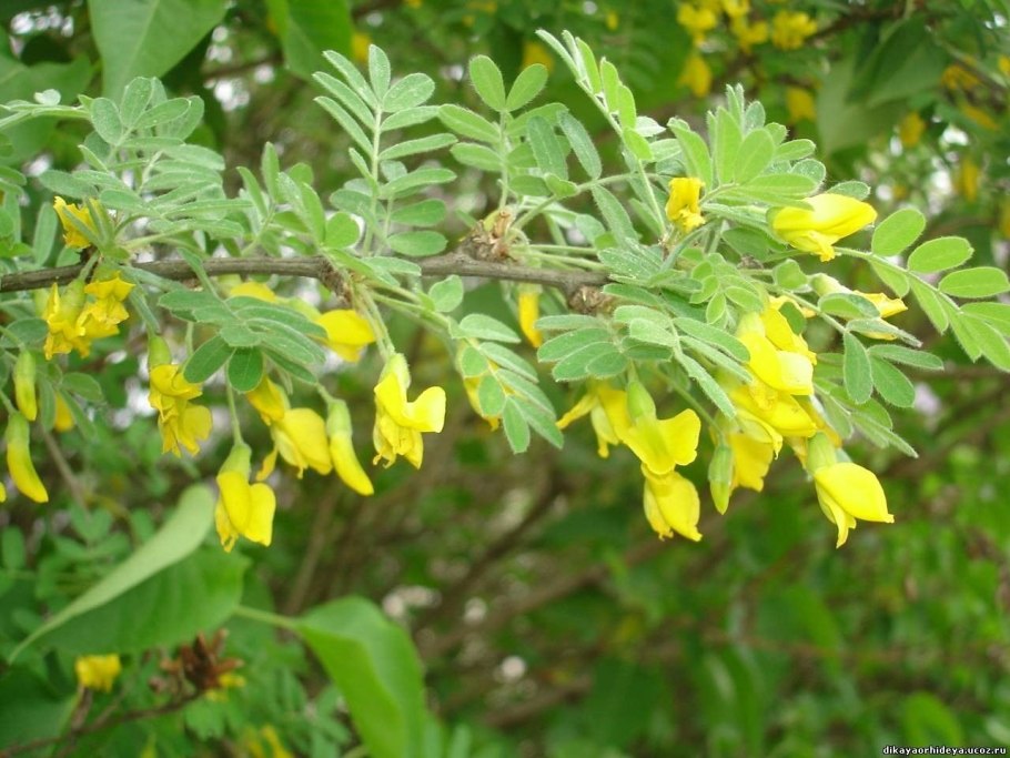 Карагана колючая