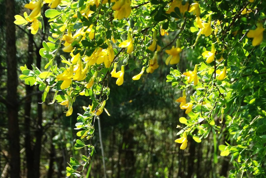 Карагана мелколистная