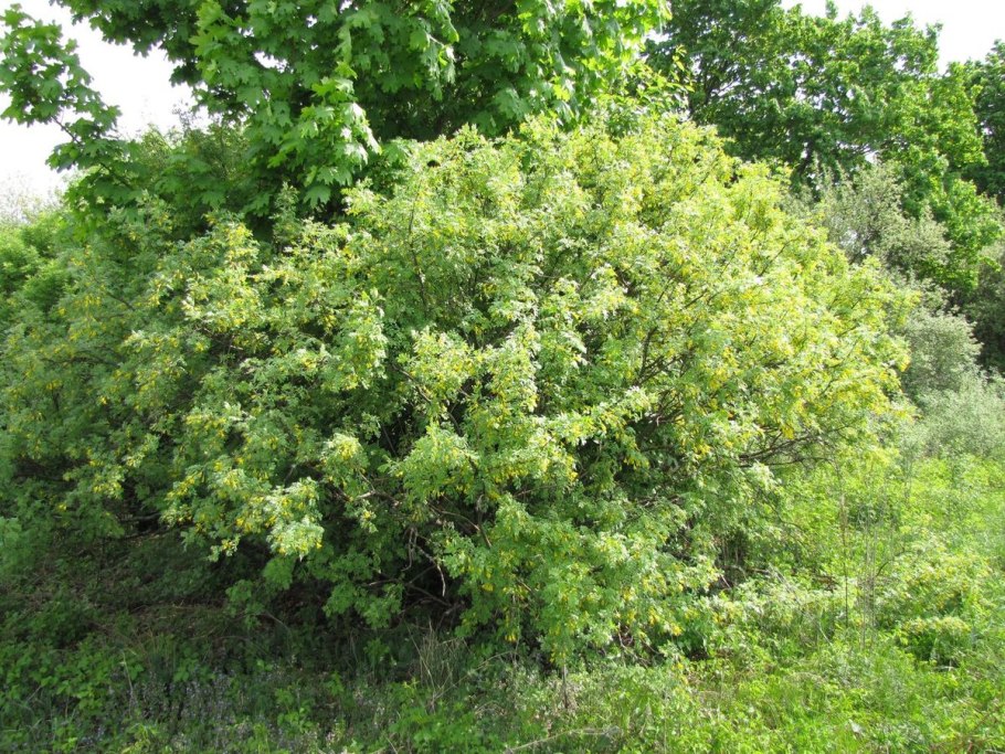 Акация желтая Сaragana arborescens