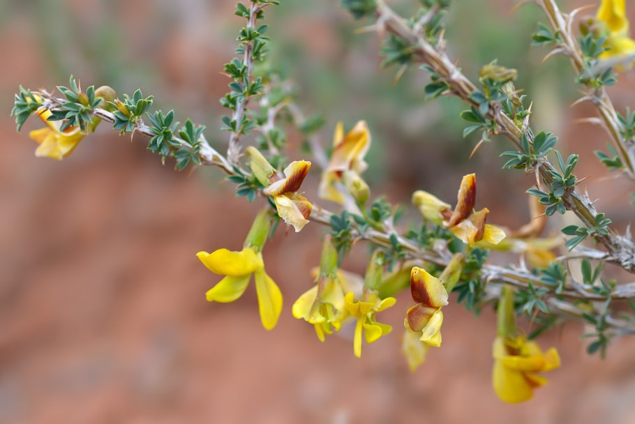 Дереза Карагана кустарниковая