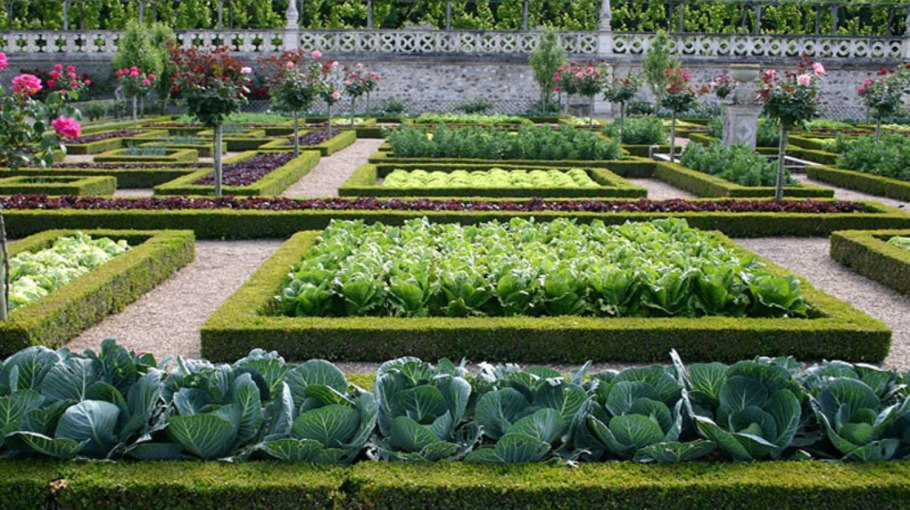 Аптекарский французский огород