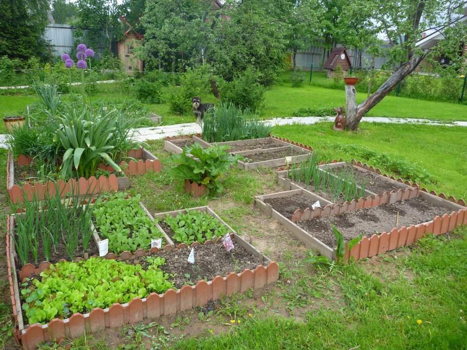 Французский огород мангольд