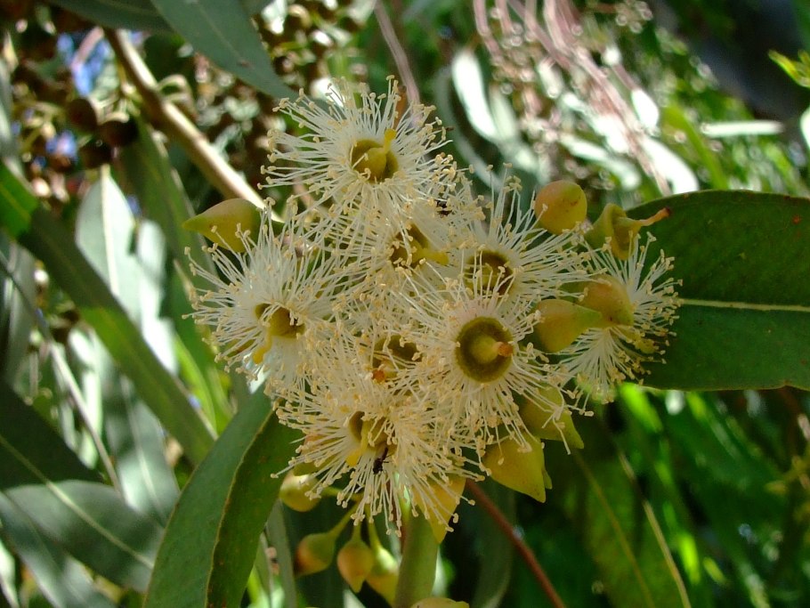 Эвкалипт globulus