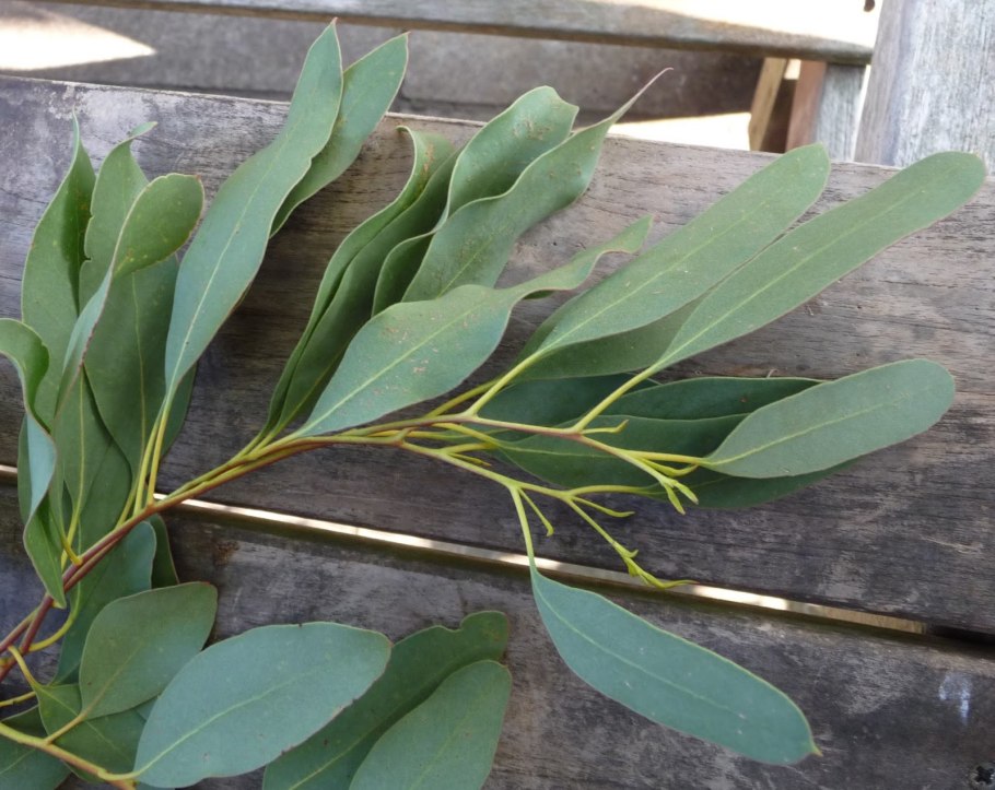 Эвкалипт Лучистый