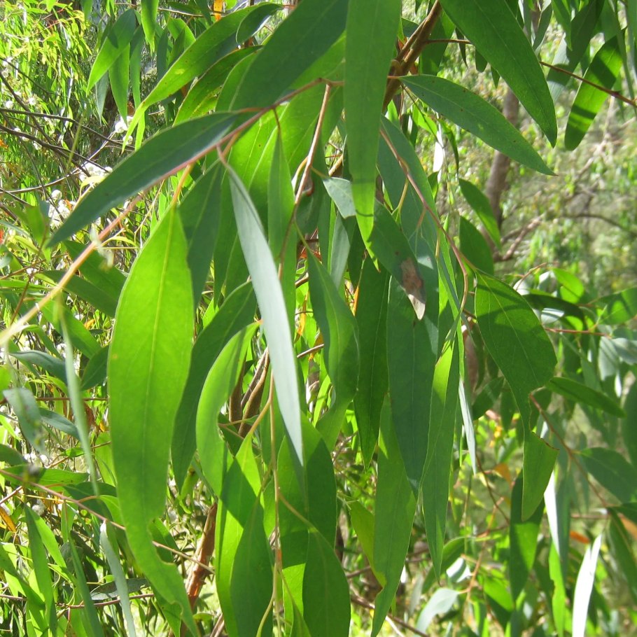 Эвкалипт дерево
