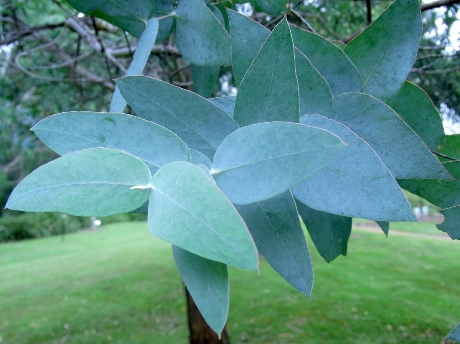 Эвкалипт Бриджеса